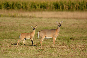 White Tailed Deer and Fawn