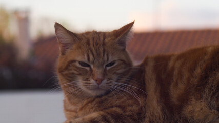 Fototapeta premium Chat roux posé tranquillement sur une clôture