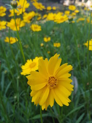 yellow flowers in the field