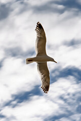 flying seagull against the sky