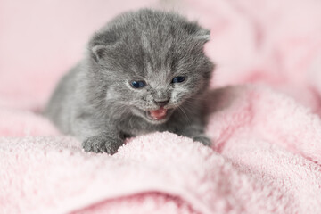 little kitten on a pink background