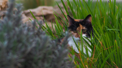 Chatte isabelle partiellement dissimulée derrière des plantes