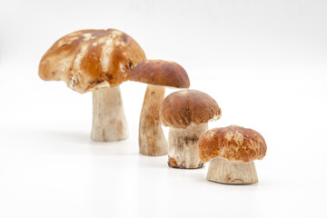 Boletus edulis  isolated on background close up food health