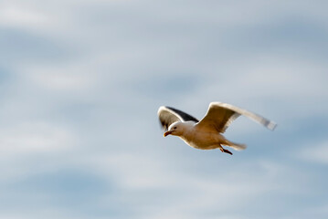 flying seagull against the sky