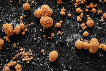 Closeup of Mold. Yellow Mold Growing on background. Microbiology life