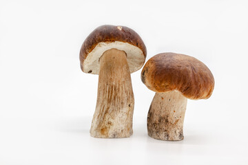 Fototapeta na wymiar Boletus edulis isolated on background close up food health