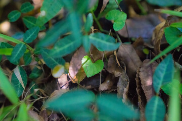 ハートの形の植物