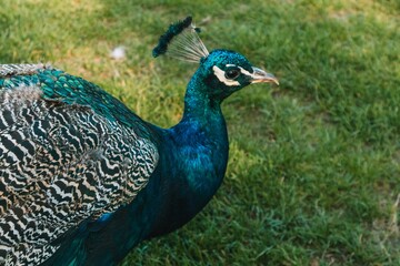 peacock with feathers