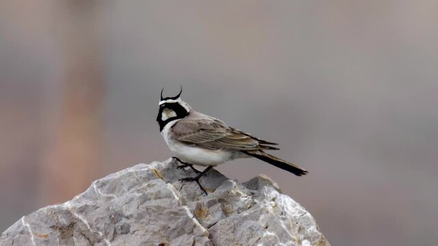 Horned lark in the wind on a rock,
 Mount Hermon view,Close up, Israel
