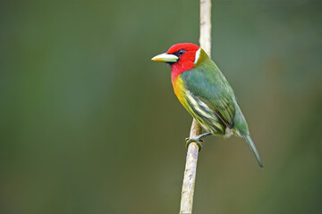 Red-headed barbet perched on branch