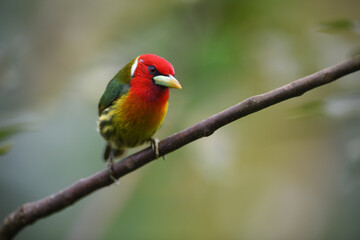 Fototapeta na wymiar Red-headed barbet perched on branch
