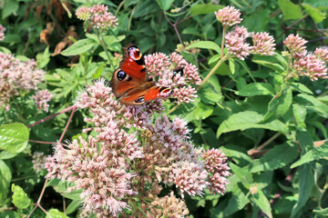 European Peacock Butterfly On A Flower Of Butterfly Bush