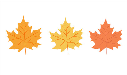 maple leaves isolated on white