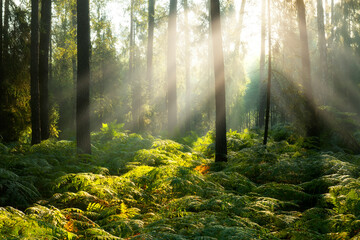 Fototapeta na wymiar Beautiful sunny morning in the forest