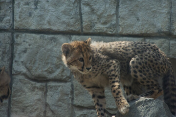 チーターの子供