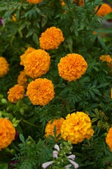 マリーゴールドアフリカン
隅田川沿いにあった花壇の花　夏の花