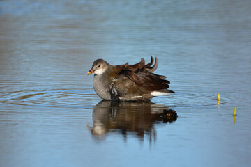 Juvenile Moorhen or Common Gallinule on lake