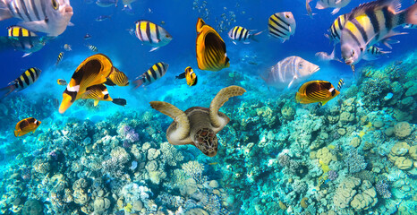 Naklejka na ściany i meble Underwater colorful tropical fishes at coral reef at Red Sea. Blue water in Ras Muhammad National Park in Sinai, Egypt.