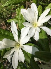 Fototapeta na wymiar star magnolia