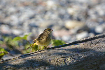 Palm Warbler with confusing fall colors