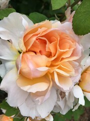 peach rose