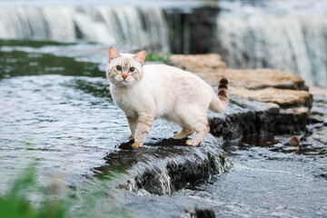 A tabby cat walks in the the water against the background of a waterfall.