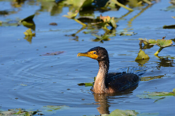 Juvenile Double Crested Cormorant