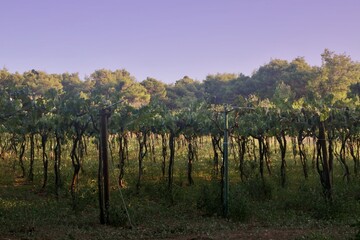 Obraz premium Vigneto a Tremiti