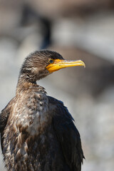 Juvenile Double Crested Cormorant