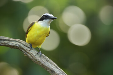 Great kiskadee perched on branch