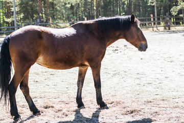 beautiful horses of different breeds are walking in the pasture. brown, white and gray horses eat and run in the paddock on the farm. beautiful dream in the village