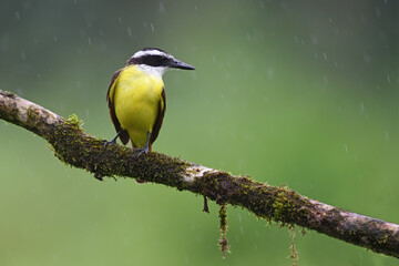 Great kiskadee perched on moss branch in rain