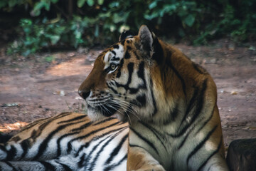 Tiger im Tiergarten