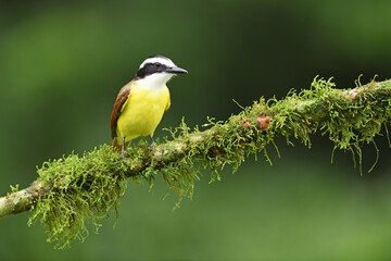 Great kiskadee perched on moss branch