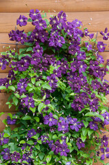 Climbing plant with purple flowers on the wall of a wooden house. Purple clematis on the wooden background. Flower decoration of a country house.