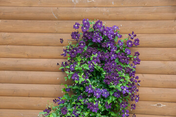 Fototapeta na wymiar Climbing plant with purple flowers on the wall of a wooden house. Purple clematis on the wooden background. Flower decoration of a country house.