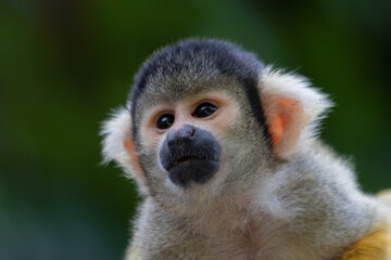 Naklejka premium Totenkopfaffe im Tiergarten