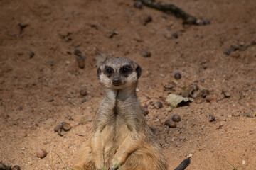 sitzendes Erdmännchen