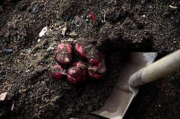 さつまいもの収穫