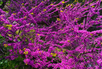 Palatine Hill, Roman Forum, Rome, Italy, Europe