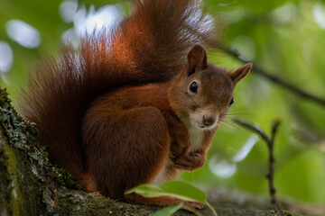 Eichhörnchen im Baum