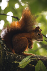 Seitenansicht eines Eichhörnchens im Baum