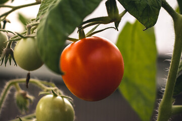 reife Tomate im Gewächshaus
