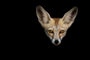 Fototapeta premium White footed fox or desert fox face in isolated black background at desert national park jaisalmer rajasthan india - Vulpes vulpes pusilla