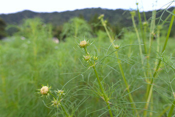コスモスの蕾