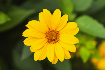 yellow daisy, flower close-up. flowers with bokeh effect