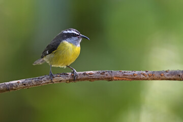 Bananaquit perched on orizontal branch