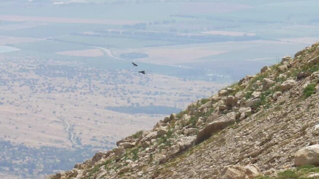 Ravens flying on slope, mount Hermon Israel
Long shot view,Mount Hermon in Israel, 2020
