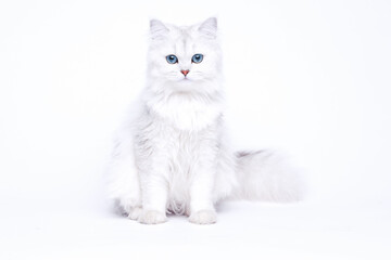 Funny large longhair white cute kitten with beautiful big eyes. Pets and lifestyle concept. Lovely fluffy cat on white background. © KDdesignphoto