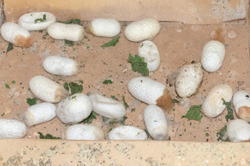Silkworm cocoons in cartoon box